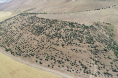 عکس‌های جنگل