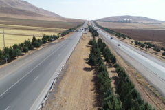 عکس‌های جنگل