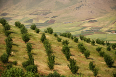 عکس‌های جنگل