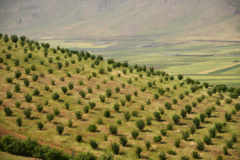 عکس‌های جنگل