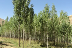 عکس‌های جنگل