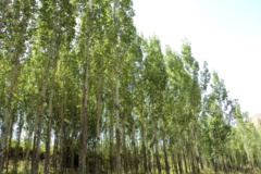 عکس‌های جنگل