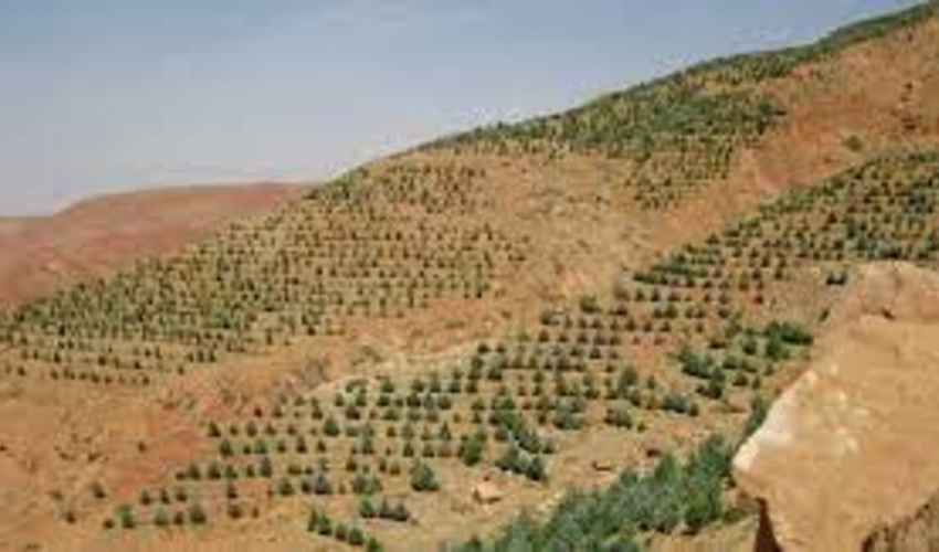 ایجاد 40 هکتار جنگل در گچساران