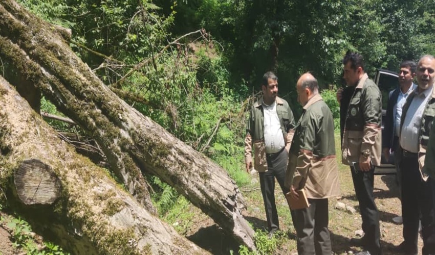 تاکید براجرای بهینه طرح های فنی حفاظتی / اشتغالزایی با زراعت چوب