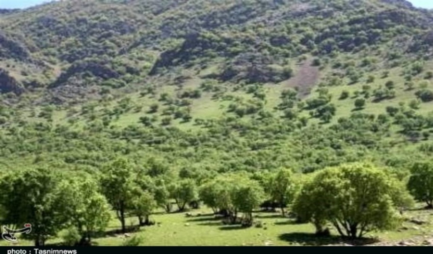 حال ناخوش بلوط های زاگرس  -  روزنامه ایران 