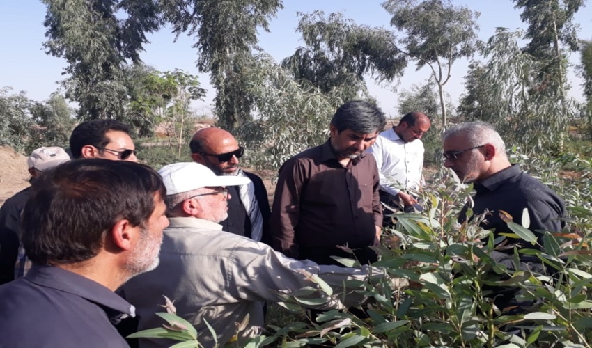 برنامه‌ریزی برای کاشت یک میلیارد نهال در کشور تا ۴ سال آینده