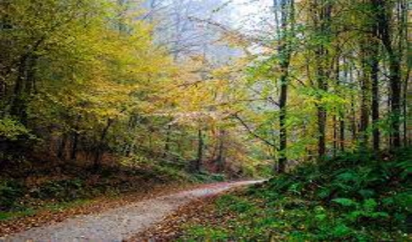 برگزاری بیست و ششمین نشست کمیته جنگلداری فائو در ایتالیا