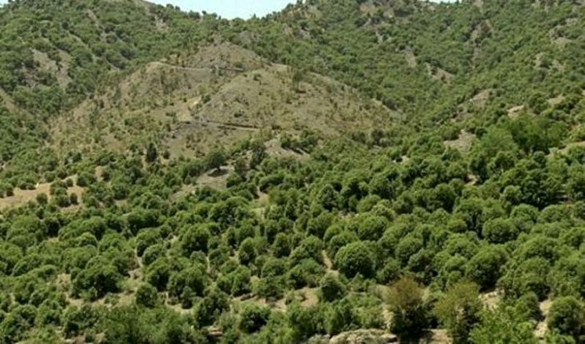 آخرین روزنه احیای زاگرس