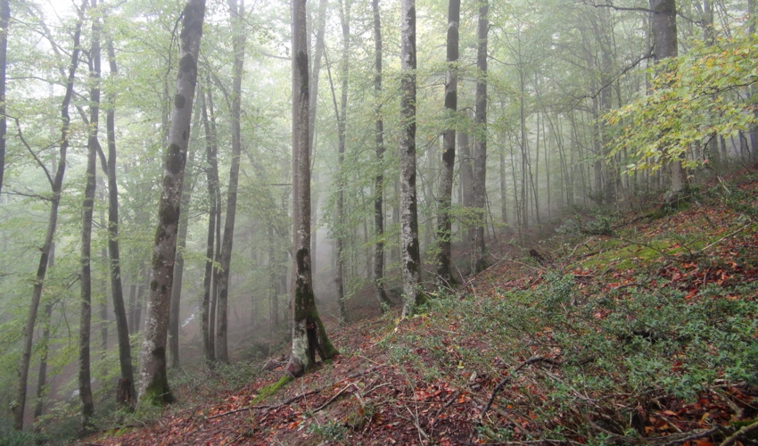 جنگلداری اجتماعی؛ برد -برد مردم و محیط زیست  