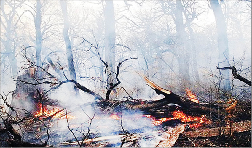 آتش آذر در قلب جنگل های گیلان 