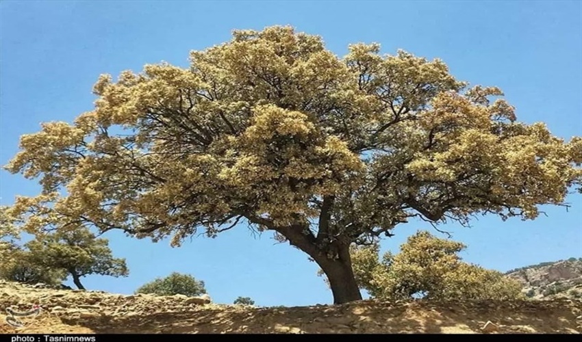       مبارزه با آفات درختان جنگلی بر اساس تصمیم کارگروه علمی گیاهپزشکی