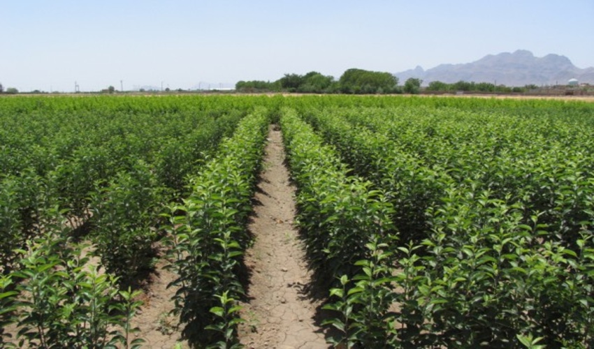 مشارکت فولاد مبارکه در تولید سه‌ میلیون اصله نهال